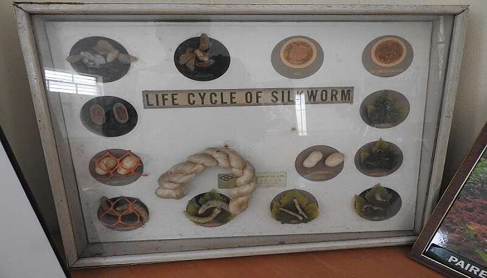 life cycle of silk at display at silk farm yercaud 