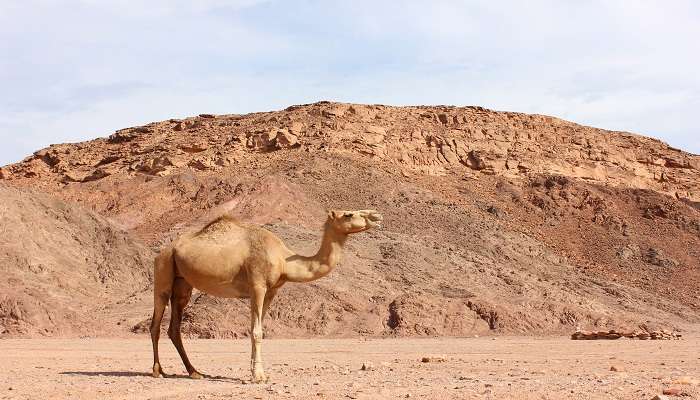 Camel across the sands of Desert National Park