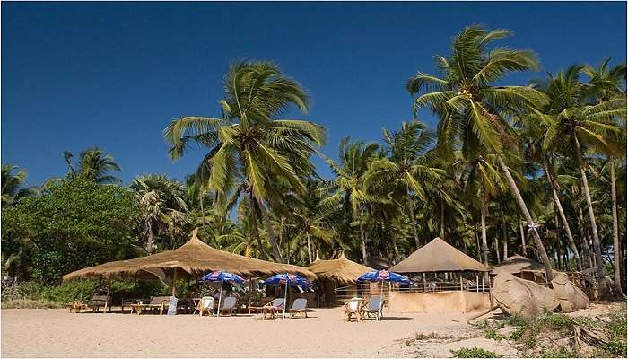 Palm Trees at Agonda Beach in South Goa