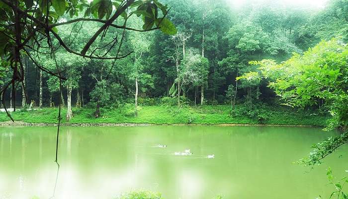 Mesmerizing pond found in the Agumbe Rainforest