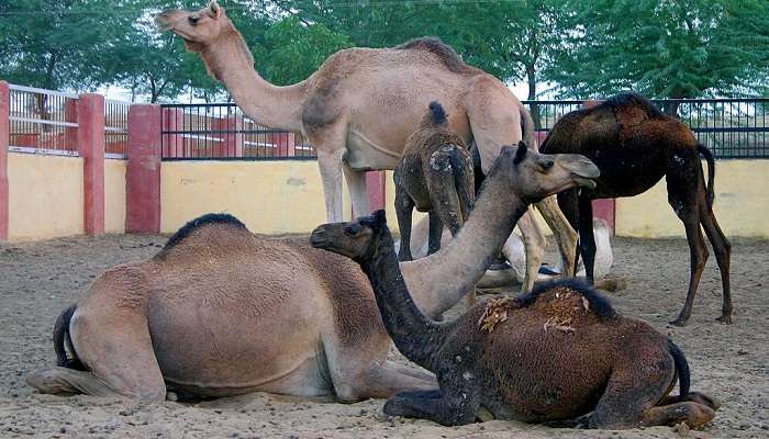 Close-up photo of camel in ISCAR Bikaner