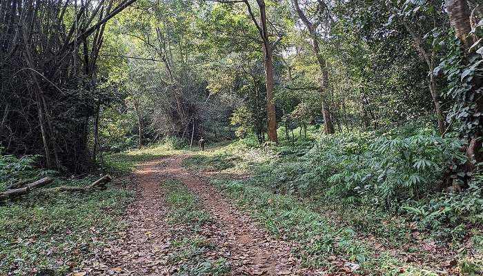 The trekking paths at Aralam Wildlife Sanctuary