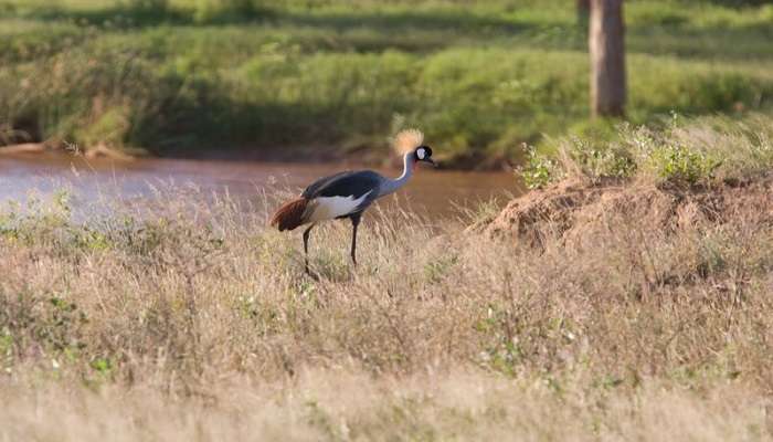 Different types of birds at Shaba National Reserve