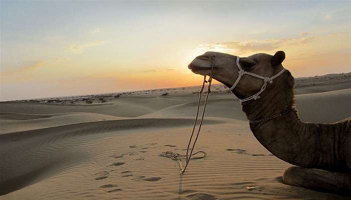 Do the desert safari at the Sam Sand Dunes, Thar Desert, Rajasthan 