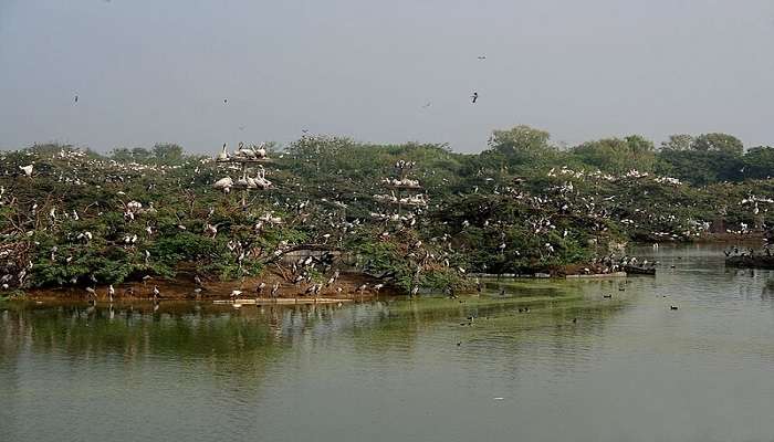Heronry at Uppalapadu, a key place to visit in Guntur.