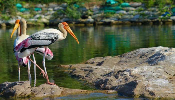 Get booking for a stay beside the famous Wadhvana Bird Sanctuary and culture the feel of nature.