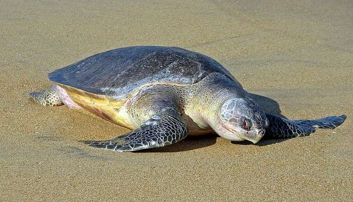 Olive Ridley Turtle near Morjim beach