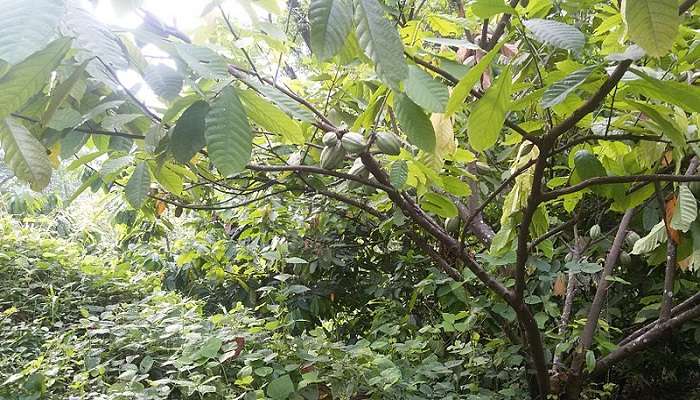 Site of Wayanad’s spice plantations