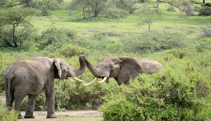 Elephants found playing at Aralam Wildlife Sanctuary