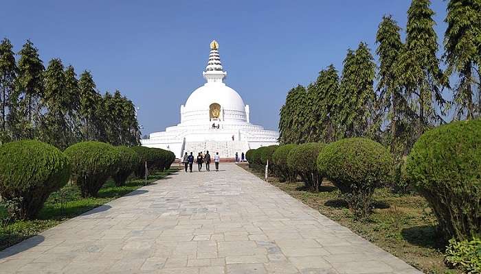 Beautiful pathway lined with lots of trees leading to World Peace Pagoda Nepal