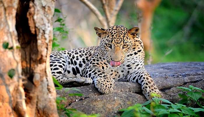 spot leopard at Yala National Park near Kirinda Beach Sri Nagar