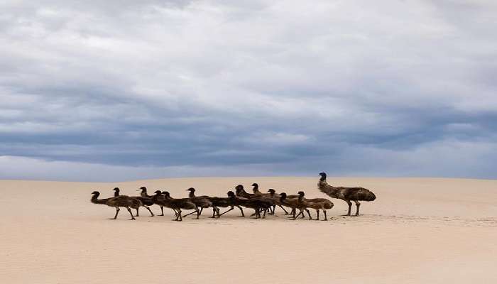 Emu walking through the Pinnacles Desert Australia