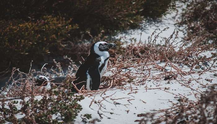 It is worthwhile to visit Wadhvana Bird Sanctuary and support the conservation efforts.