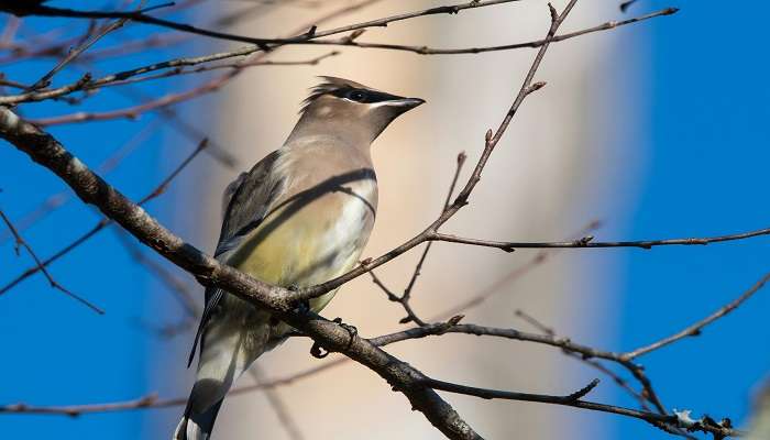 Watch the mesmerise view of the birds. 