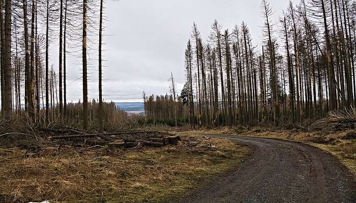 Harz National Park