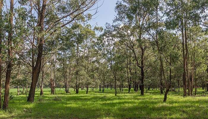 karura forest