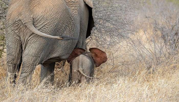 Travel and legally visit gentle giants through a visit to the Elephant Valley Project.