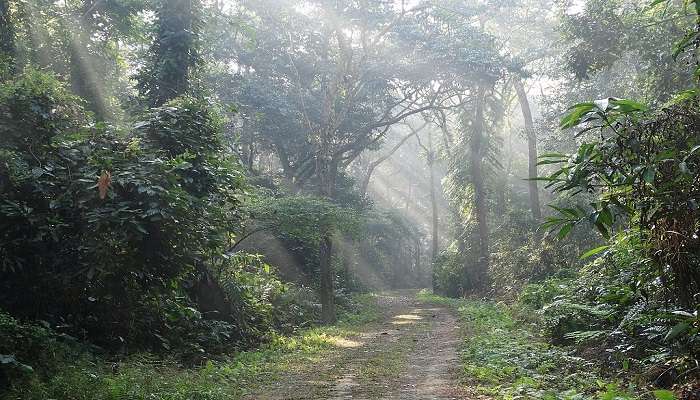 Witness the beauty of the Hollongapar Gibbon Sanctuary