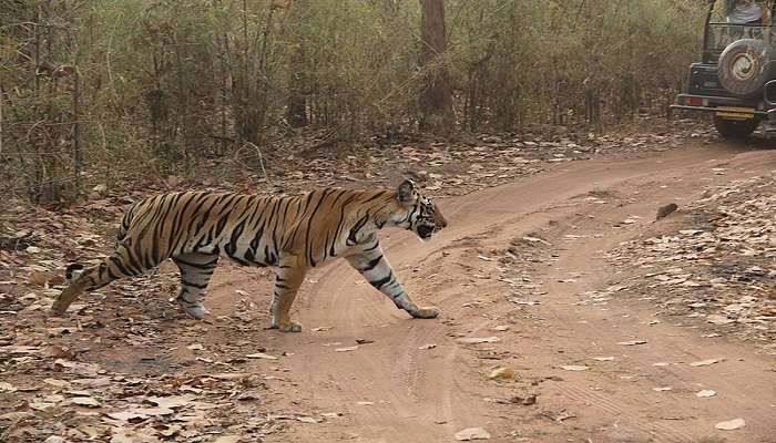 A powerful tiger crossing the road at Madhav National Park