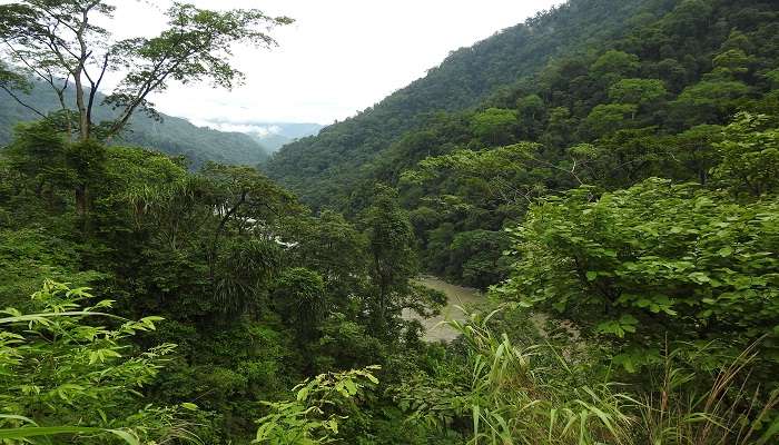 Pakke Tiger Reserve in the evening