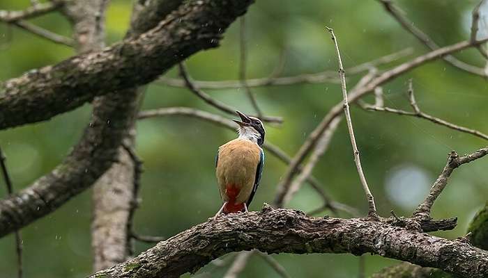 Indian Pitta at Parsa Wildlife Reserve Nepal.