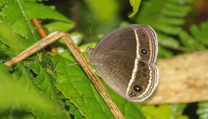 About Talley Valley Wildlife Sanctuary