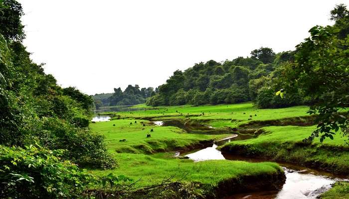 The serene view of Thattekad Bird Sanctuary