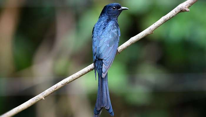 Diverse bird life at Thattekad Bird Sanctuary