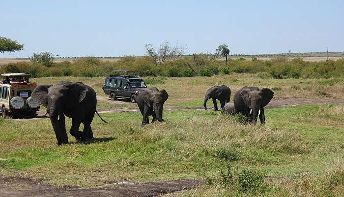 Amlekhgunj Elephant Camp