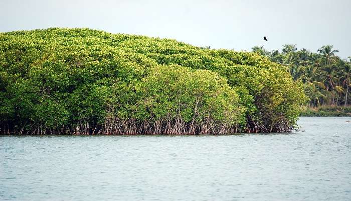 Watching a spectacle with excitement as the boat sails through the waters of Kayamkulam Kayal is exciting.