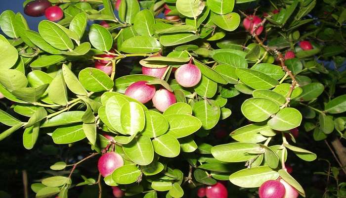 Karamcha found in Kalimpong.