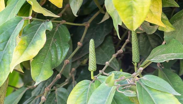 Close-up of Kampot pepper from La Plantation