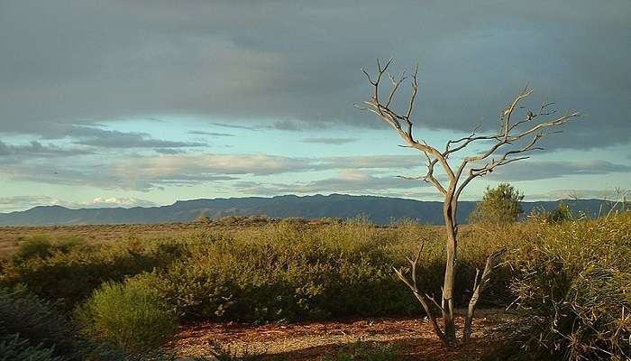 The Australian Arid Lands Botanic Garden, Things to Do in Port Augusta