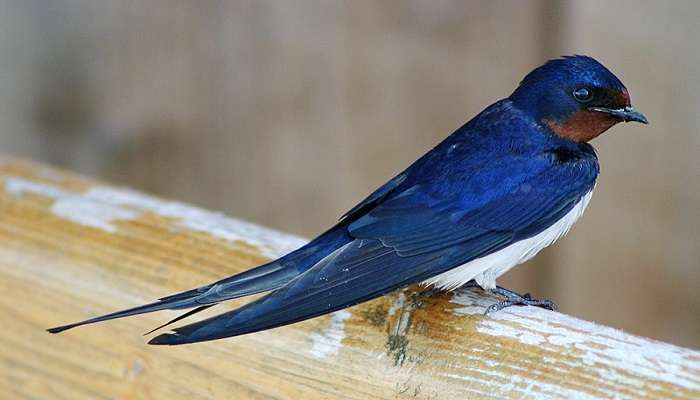 The birds at Sardar Patel Zoological Park