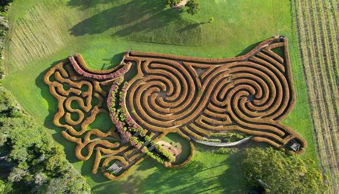 Get lost in the Bago maze and wine