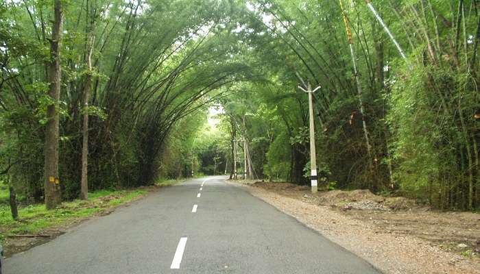 Bamboo-Forest