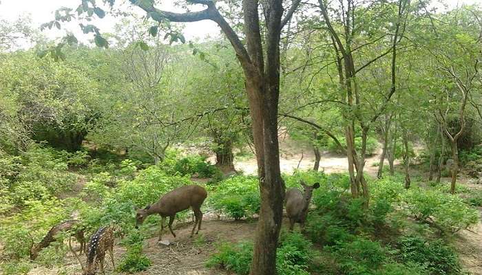 The entrance to Bannerghatta national park, a paradise for wildlife seekers