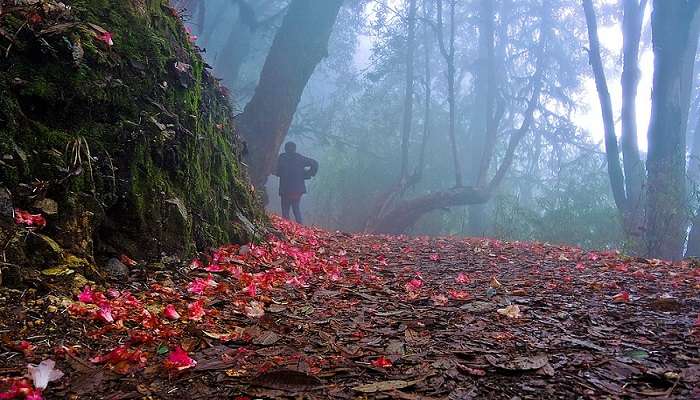 Shingba Rhododendron Sanctuary