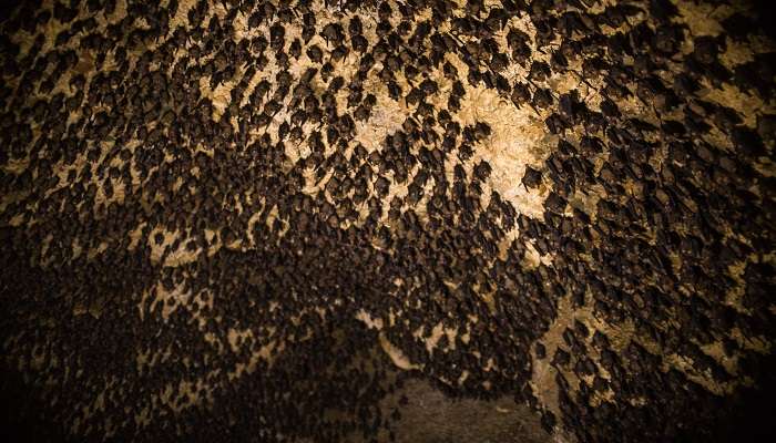  Thousands of bats clinging in the cave near Pokhara Mahendra Gufa. 