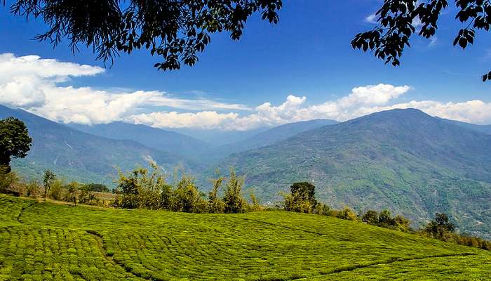 Lush tea garden in Gangtok Sikkim.