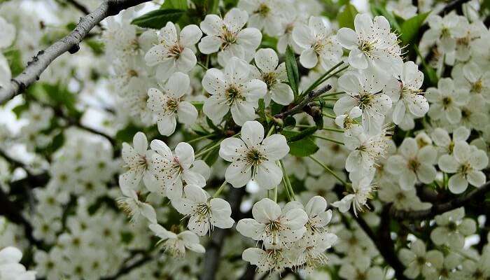  Summer blooms in Doodhpathri Valley are a sight to behold.