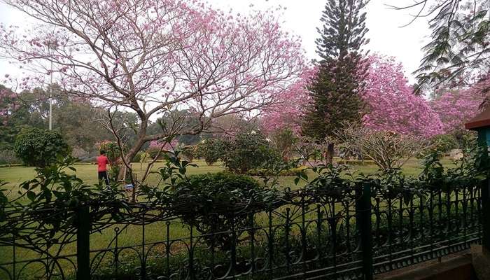 One beauty of Bangalore Snow City is that you do get a chance to click some pictures with the background of snow.