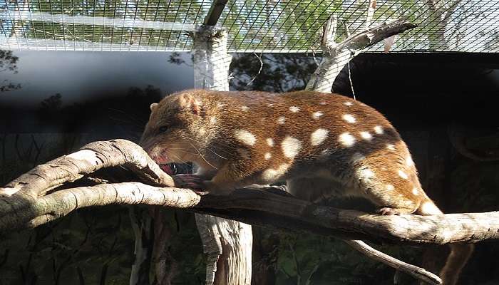  A Tiger Quoll in the Billabong Koala and Wildlife Park, Port Macquarie, New South Wales, Australia. 