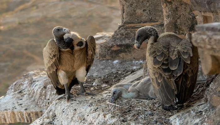 Vultures in their nest in Orchha Sanctuary 