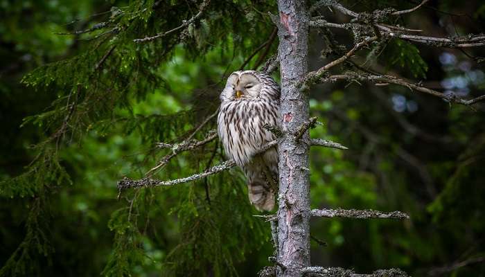 See various birds at the Nameri National Park