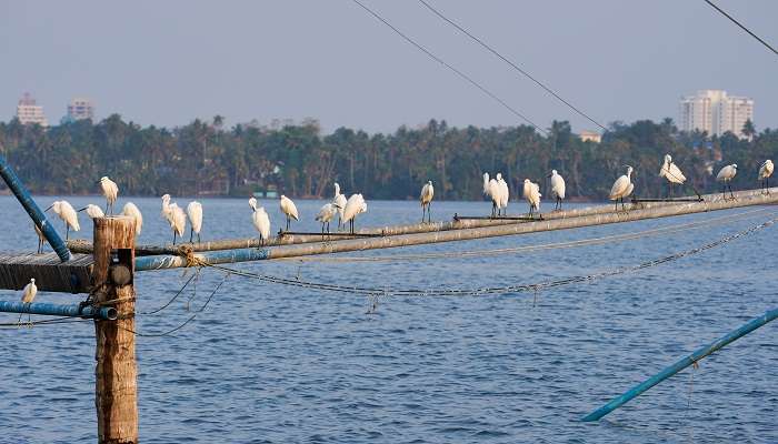 Trichur Forest in Kerala is home to a wide range of birds