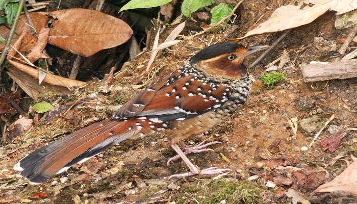 Spotted Laughingthrush to watch.