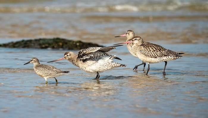 Experience the serenity by watching birds plan your getaway now.