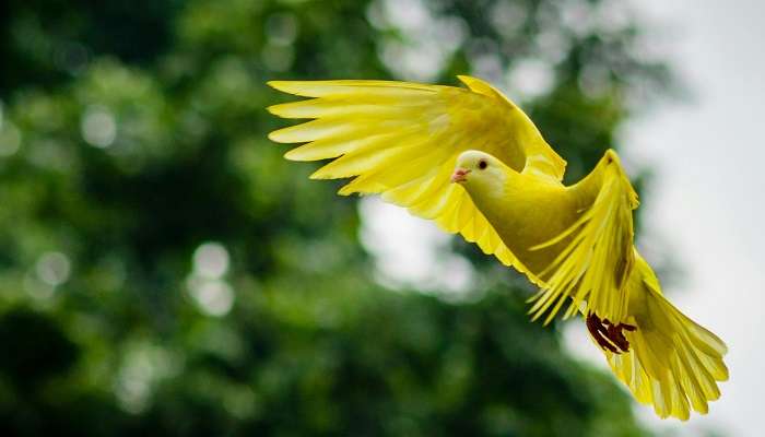 A stunning view of bird flying