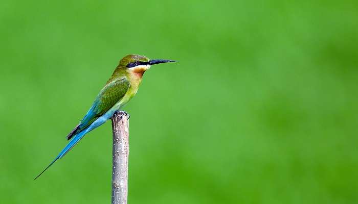 Kayamkulam Kayal is the best place to watch unique birds. 